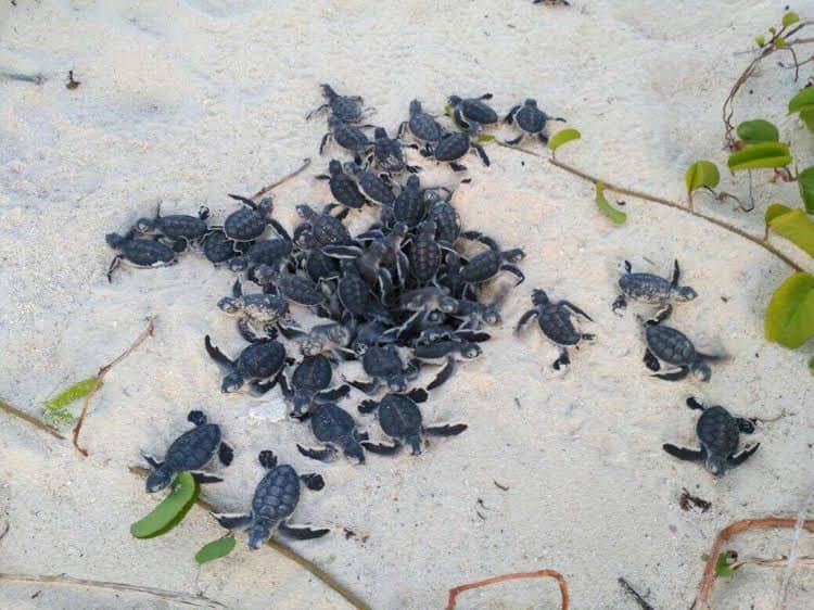 Selingan Turtle Island Selingan Turtle Island
