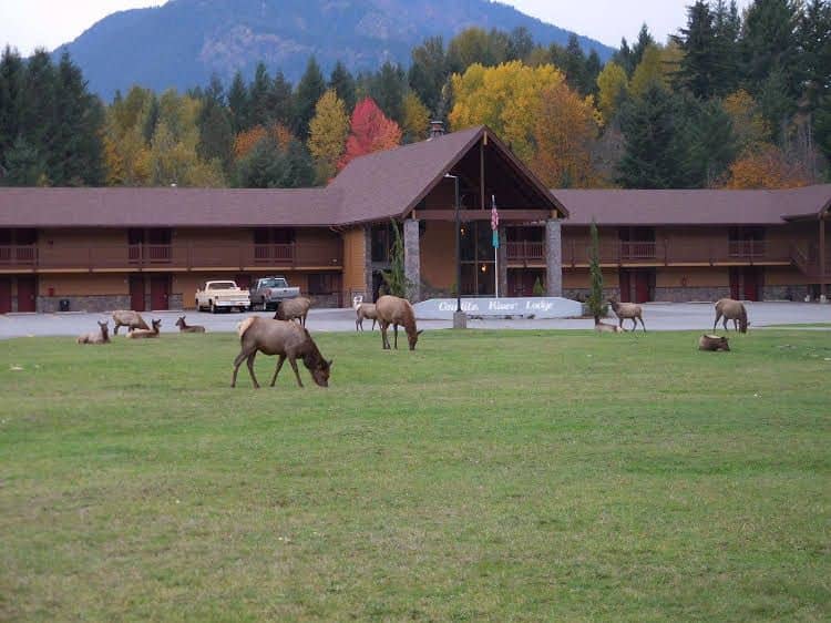 Cowlitz River Lodge Cowlitz River Lodge