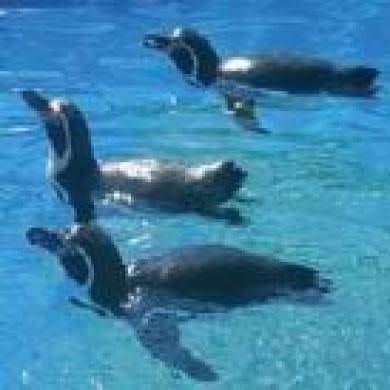 Marineland Mallorca Marineland Mallorca