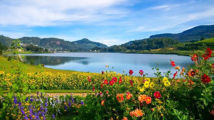 The Tea Garden0