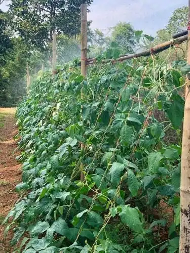 Baan Rai Mee Rak Farmstay Baan Rai Mee Rak Farmstay