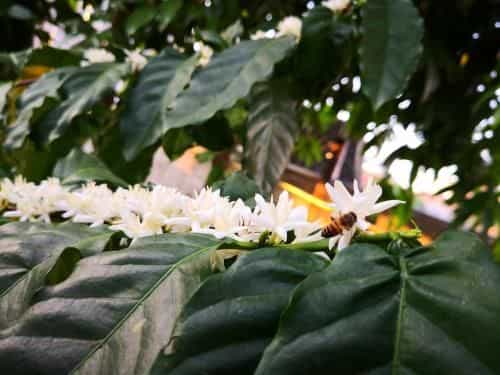Mae Kamsai Homestay Mae Kamsai Homestay