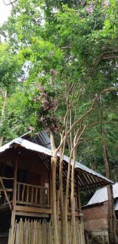 Pa Hin Sai Pa Hin Sai