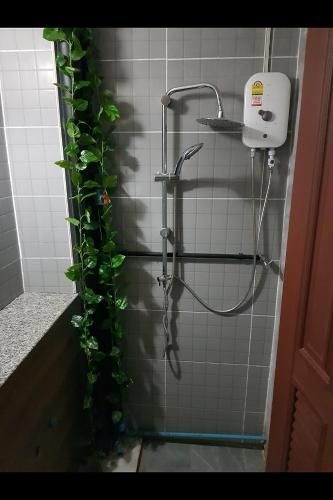 Bed Plantation2