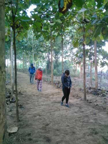 Watchara Organic Farm Watchara Organic Farm