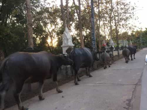 Isan Dream Homestay Isan Dream Homestay