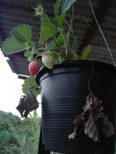 Baan Suan Pawichaya Baan Suan Pawichaya