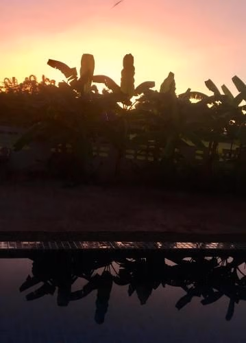 Siam Sunset in the rice fields1