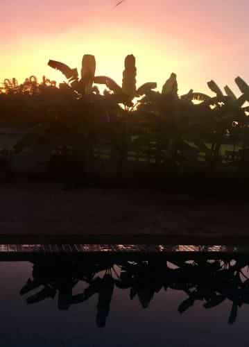 Siam Sunset in the rice fields Siam Sunset in the rice fields