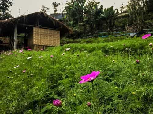 Father’s Garden Inthanon Father’s Garden Inthanon