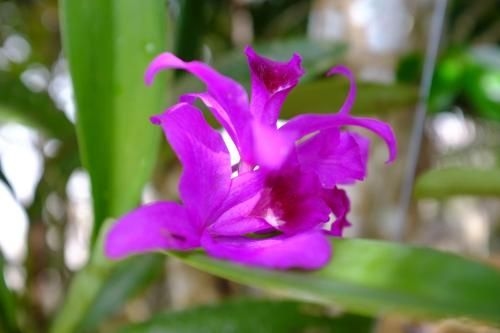 The Nature House Aonang Krabi Thailand3