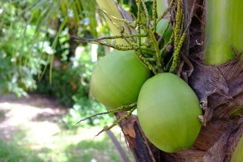 The Nature House Aonang Krabi Thailand2