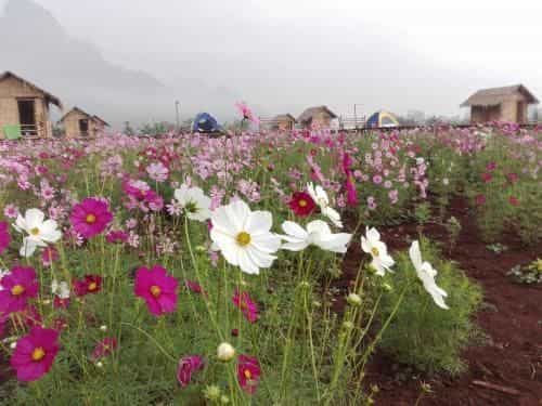 Rai Phu Phalom Rai Phu Phalom
