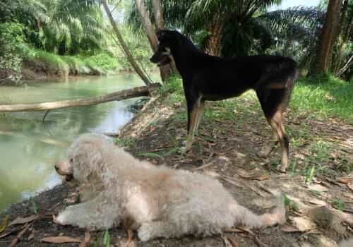 Kong Si Por Farm Stay Kong Si Por Farm Stay