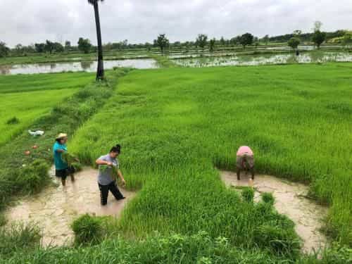 Suwan organic farmstay Suwan organic farmstay