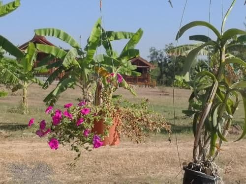 Bungalow with Garden View