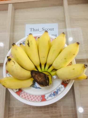 Thai-scout Thai-scout