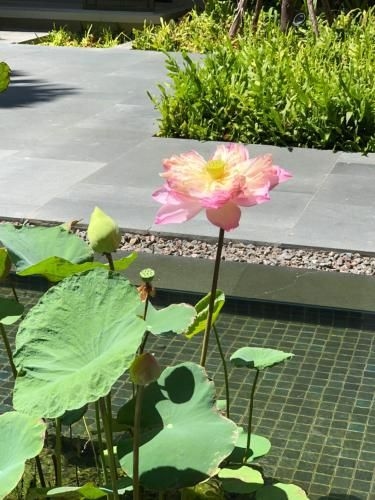 Bann Mai Khao Luxury Apartment1