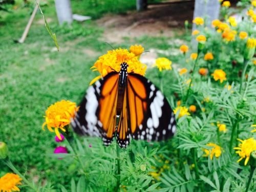 Gardenhomeresortkohjum4