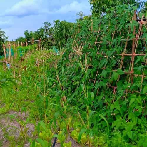 Karenorganicfarm Karenorganicfarm
