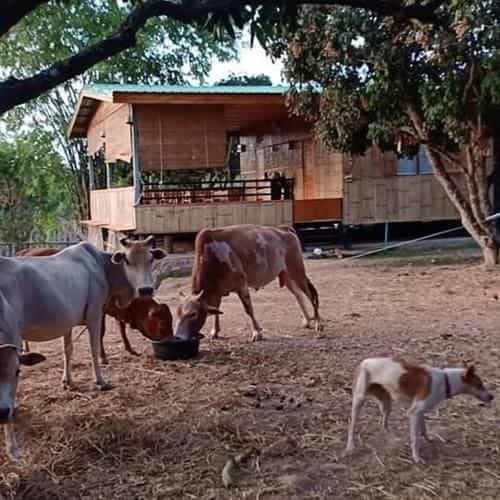 Karenorganicfarm Karenorganicfarm