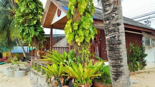 Bungalow - Beach Front