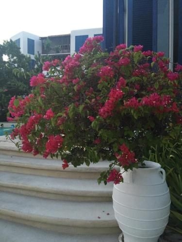The Che @ pool access Beach Front by Away3