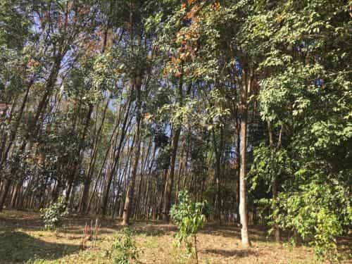 Mr Bao Homestay & Bungalows Mr Bao Homestay & Bungalows