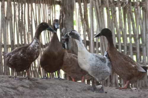 Siam Lanna Homestay Siam Lanna Homestay