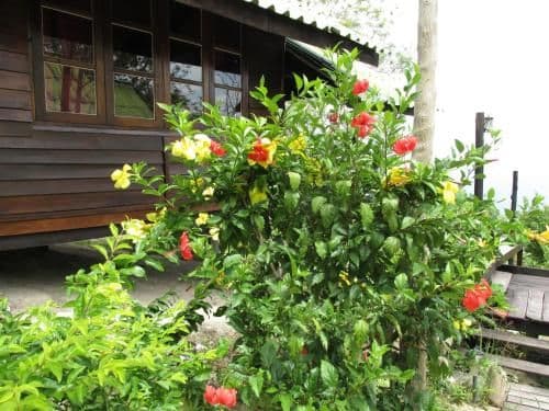 Hibiscus Bungalow with Sea and Garden View