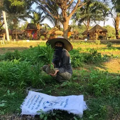 Vegan Town Lampang Vegan Town Lampang