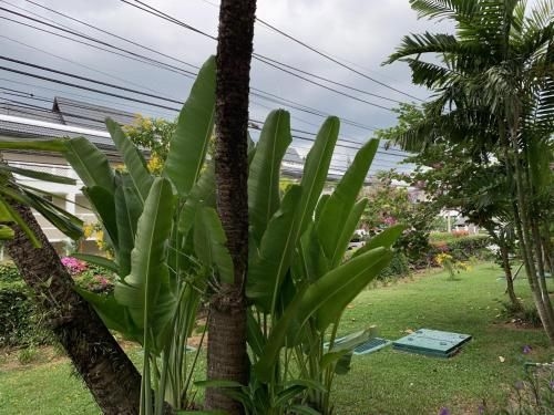 1 BDR Apartment Allamanda Phuket, Nr. 163