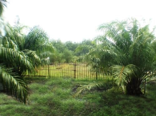 Superior Double or Twin Bungalow