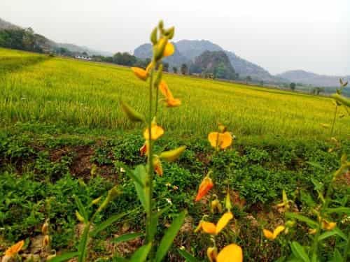 Mong Du Doi Homestay Mong Du Doi Homestay