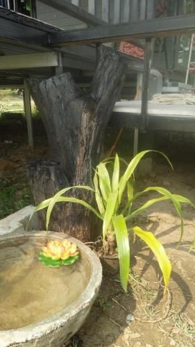 Pun Tang Resort Chiangrai2