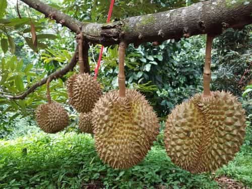 Nakhon Kiriwong Garden Village Homestay Nakhon Kiriwong Garden Village Homestay