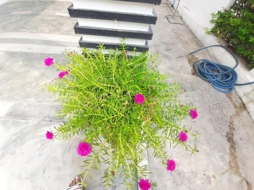 บ้านพาขวัญ พูลวิลล่า หัวหิน - 2 ห้องนอน (สระส่วนตัว คาราโอเกะ ไฟเธค ปิ้งย่าง 4-12 คน) (Baan Pha Khwan Pool Villa Hua Hin 2 Bedrooms (Private Pool, Karaoke, BBQ for 4-12 person))1
