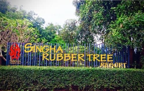 Singha Rubber Tree Singha Rubber Tree