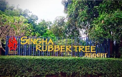 Singha Rubber Tree Singha Rubber Tree