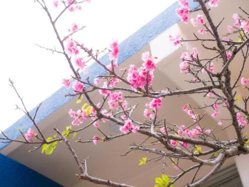 #割引セール #BBQ可能 #長期滞在歓迎! " Villa Suite HANA " (Villa Suite Hana)1