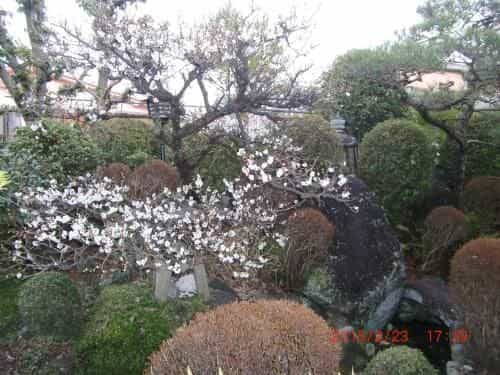 Traditional Japanese House with beatiful garden Traditional Japanese House with beatiful garden