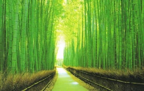 Japanese Cultural Experience Apartment in Bamboo Forest Fespa Kyoto Japanese Cultural Experience Apartment in Bamboo Forest Fespa Kyoto