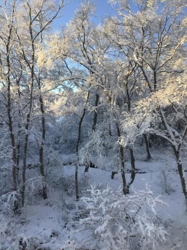 Myoko Forest Lodge1