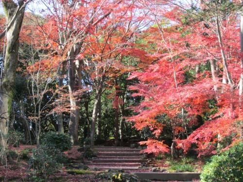 心月庵 (Shingetsuan)4