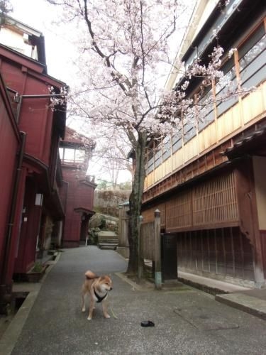 Kanazawa Share House GAOoo1