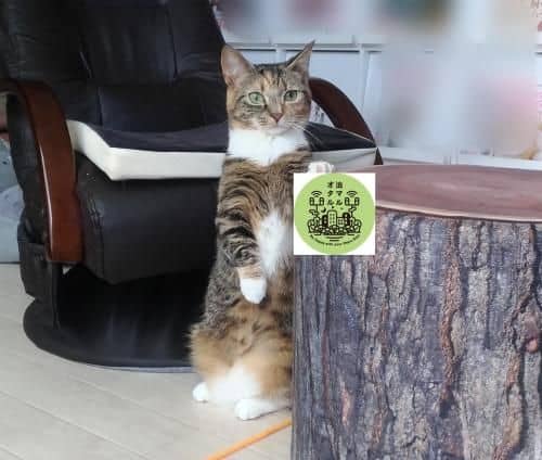 Cat Cafe & Stay Cultus's Home Cat Cafe & Stay Cultus's Home