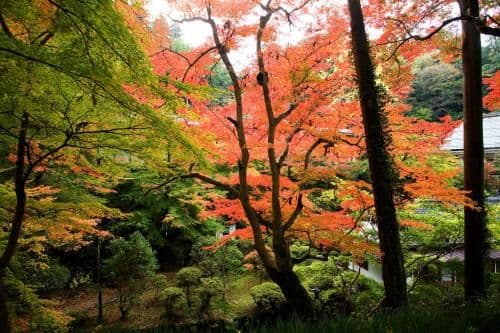 Japanese-Style Quadruple Room