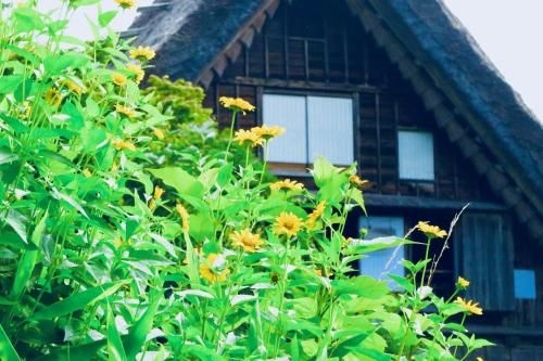 Shirakawago Terrace3