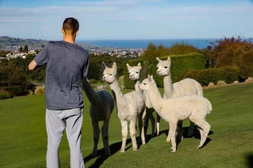 Alpaca Farmstay Alpaca Farmstay