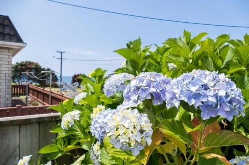 SEA BREEZE ON BELT - BY COASTAL WALKWAY (Sea Breeze on Belt - by Coastal Walkway)4